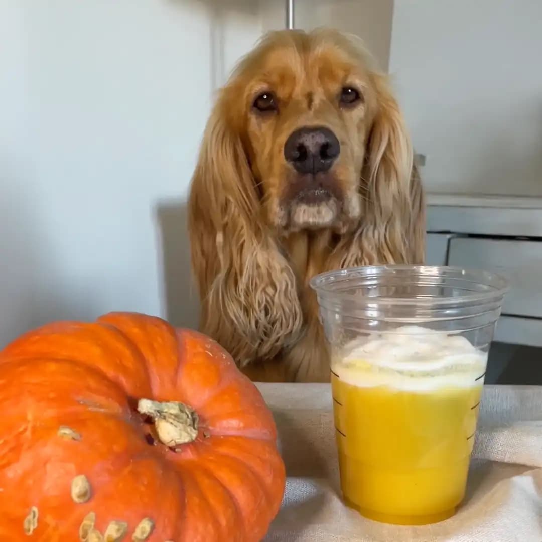 Pumpkin Spice Latte für Hunde