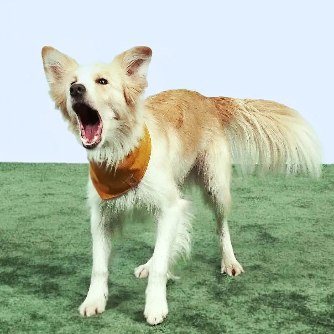 Ein Hund mit geöffnetem Maul bellt und blickt aufmerksam nach vorne.
