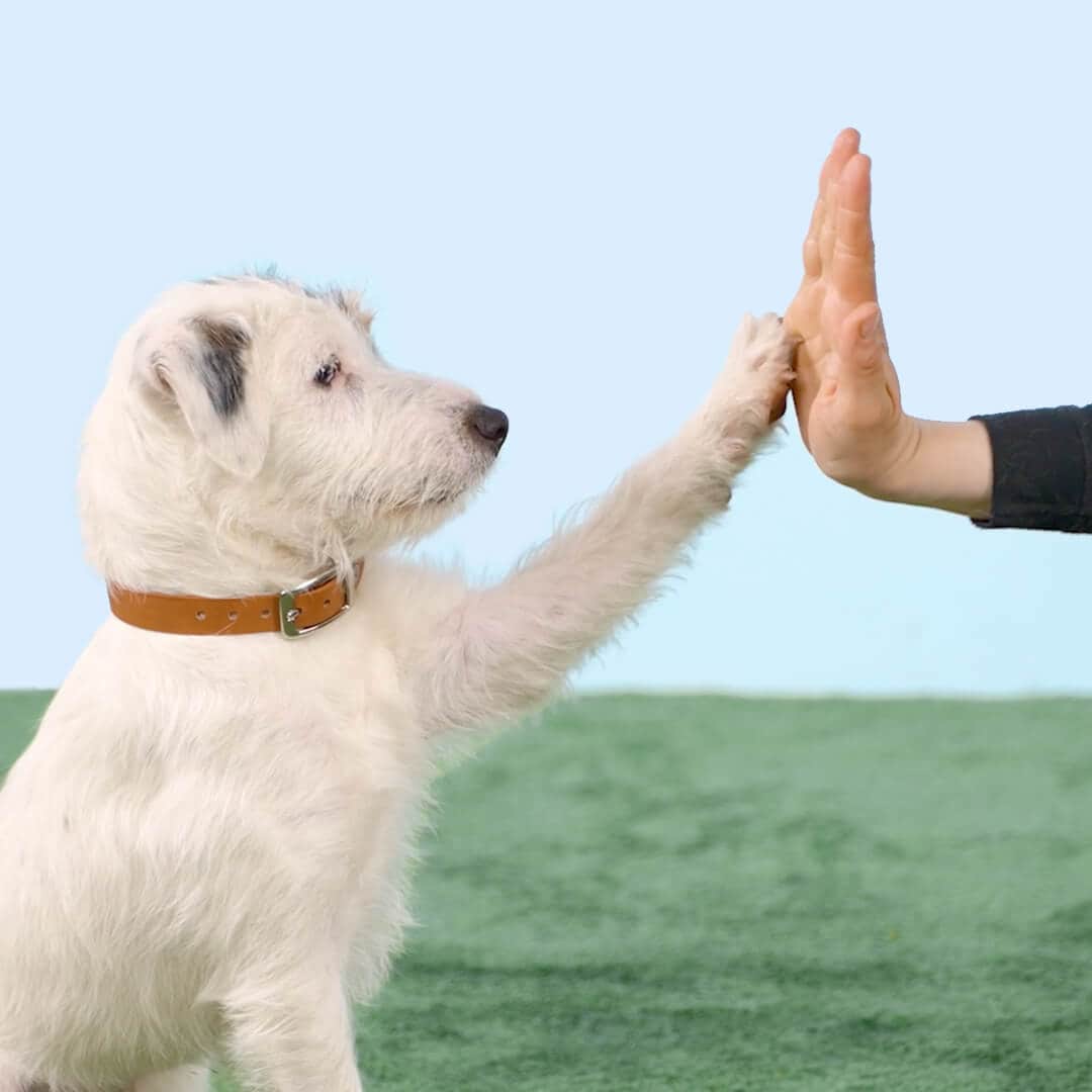 Ein Hund hebt die Pfote und berührt die flach gehaltene Hand seines Besitzers in einer High-Five-Geste.