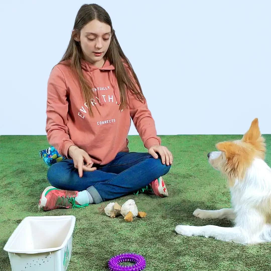 Ein Hund steht neben einer Spielzeugkiste und hält ein Spielzeug im Maul, bereit es in die Kiste fallen zu lassen.
