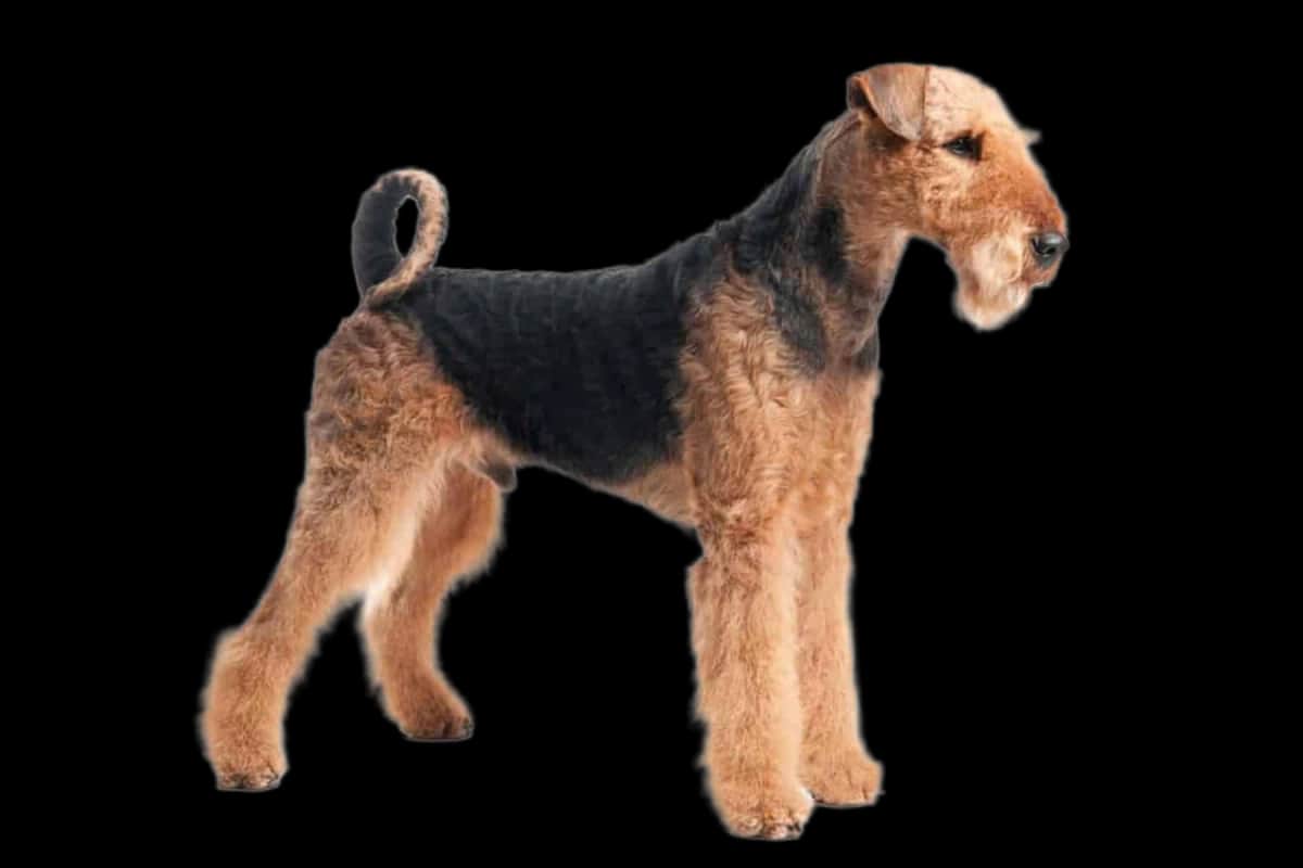 Airedale Terrier