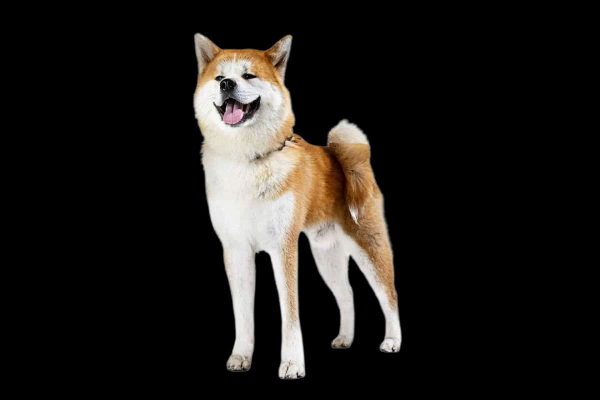 Akita