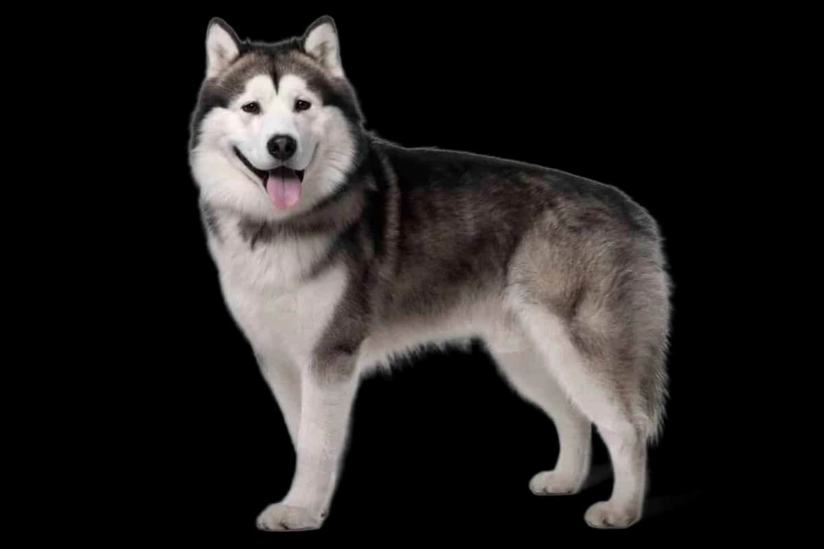 Alaskan Malamute