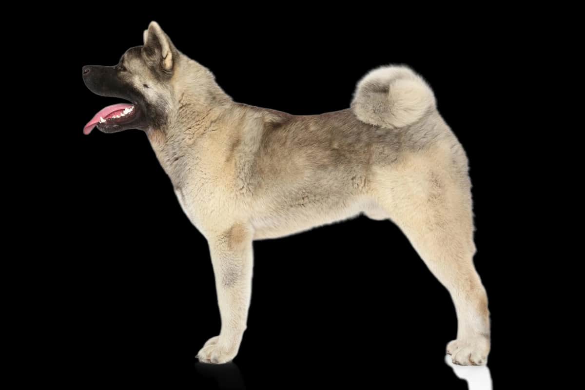 American Akita