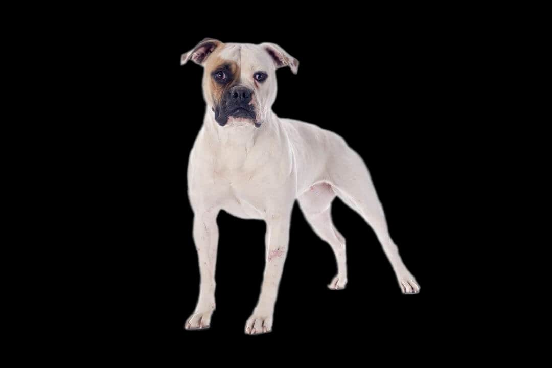 American Bulldog
