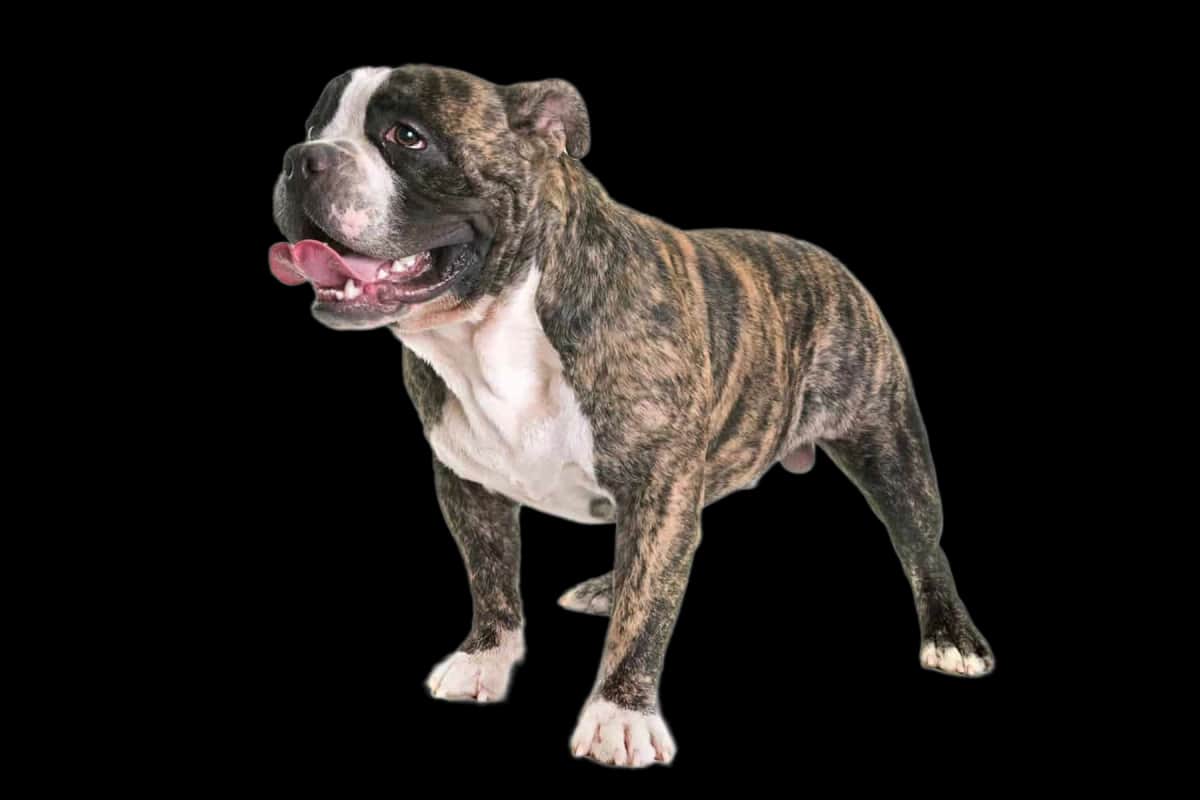 American Bully