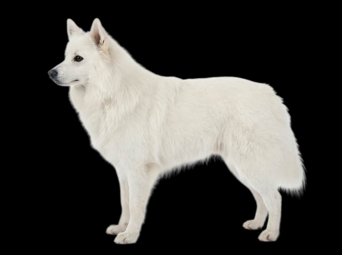 American Eskimo