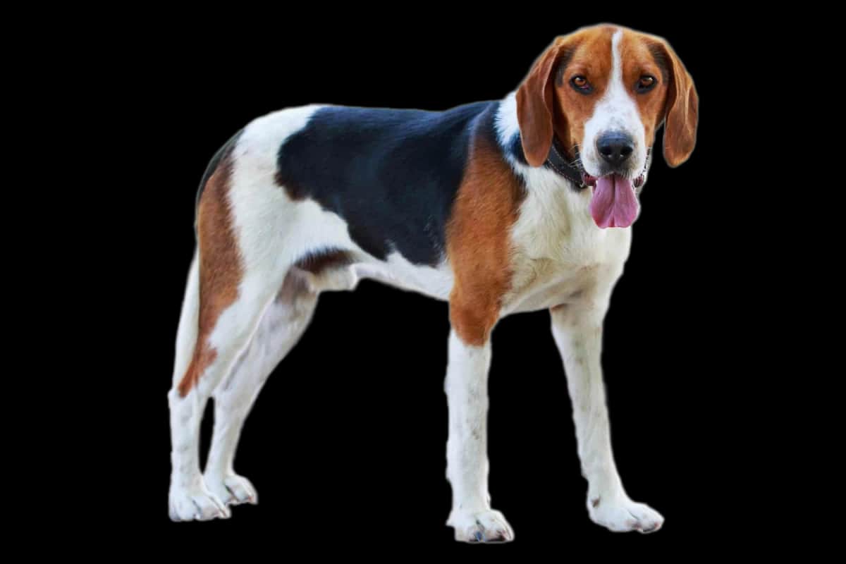 American Foxhound