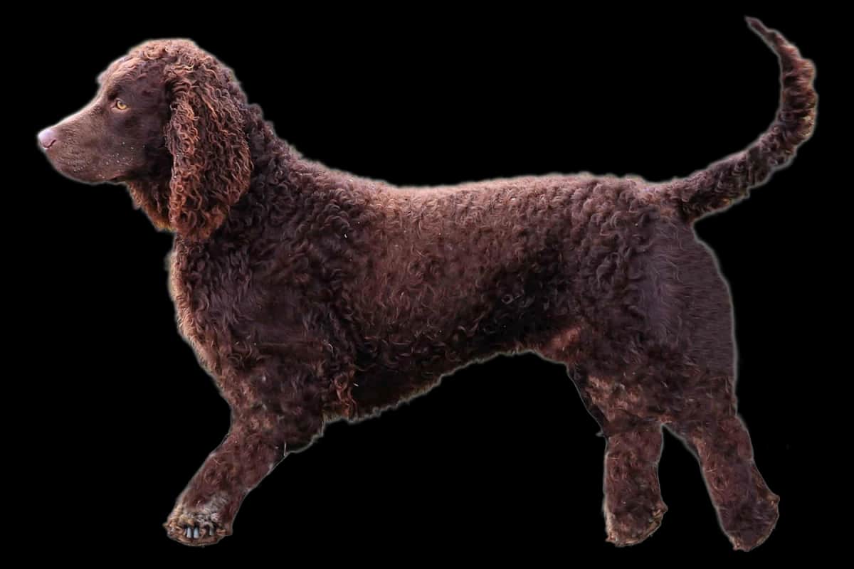American Water Spaniel