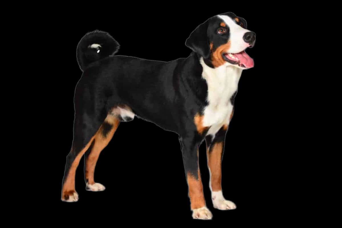 Appenzeller Sennenhund