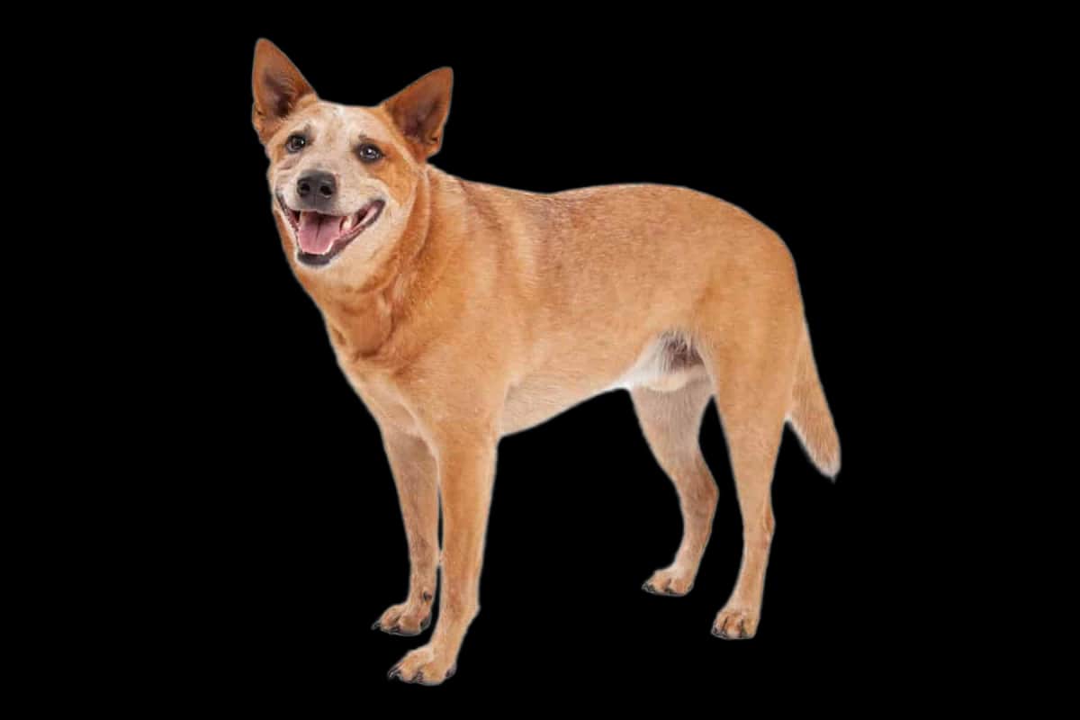 Australian Cattle Dog
