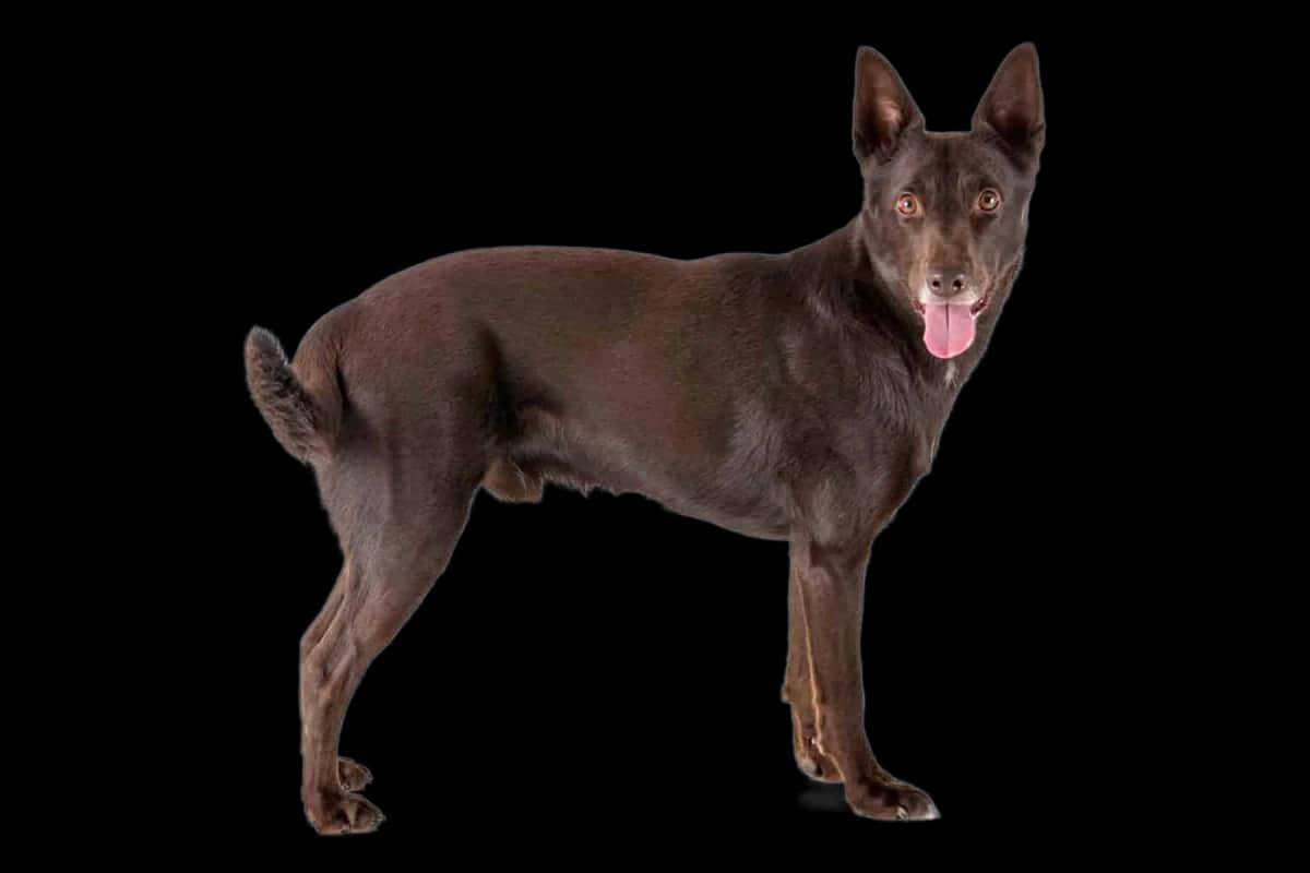 Australian Kelpie
