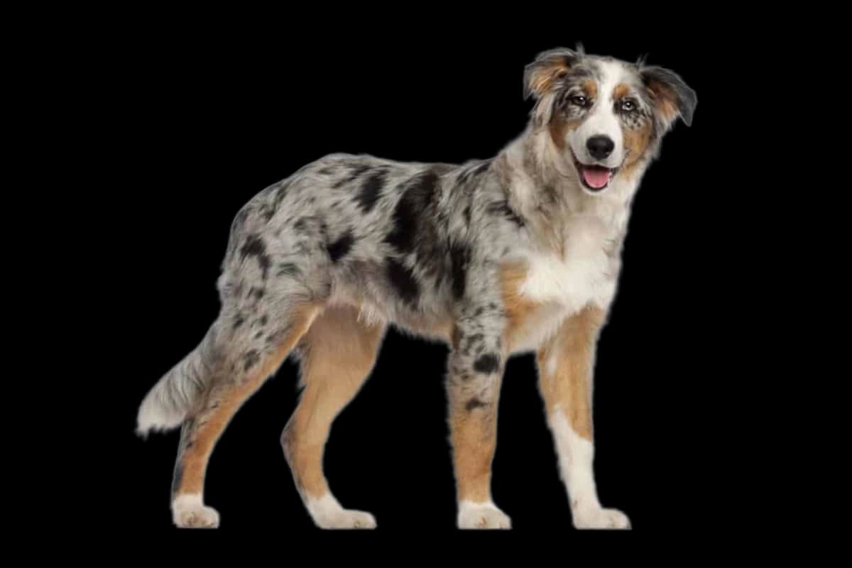 Australian Shepherd