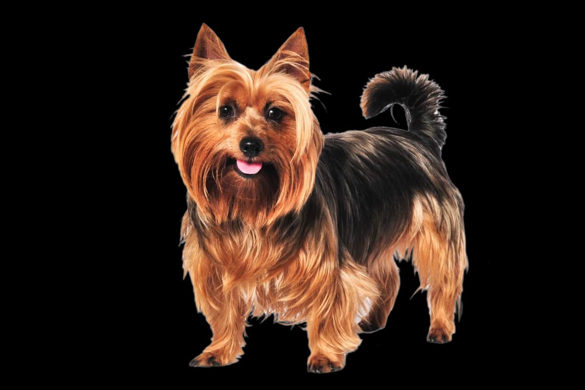 Australian Terrier