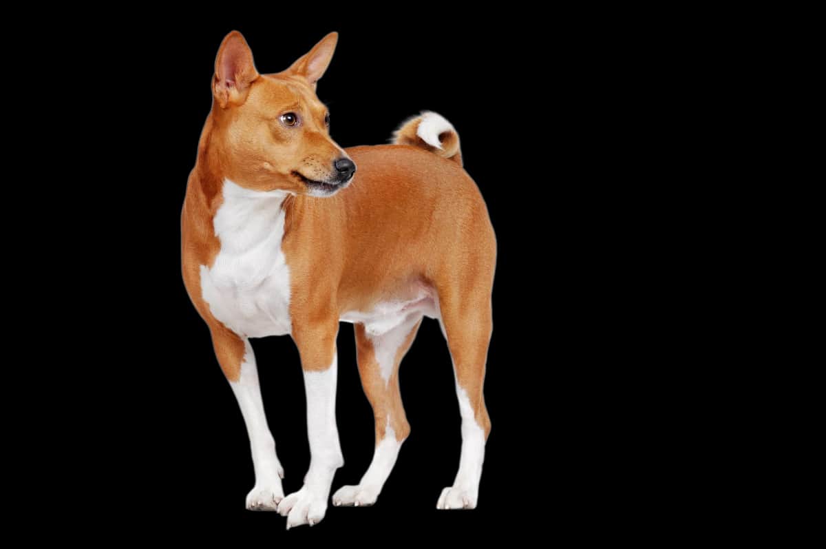 Basenji