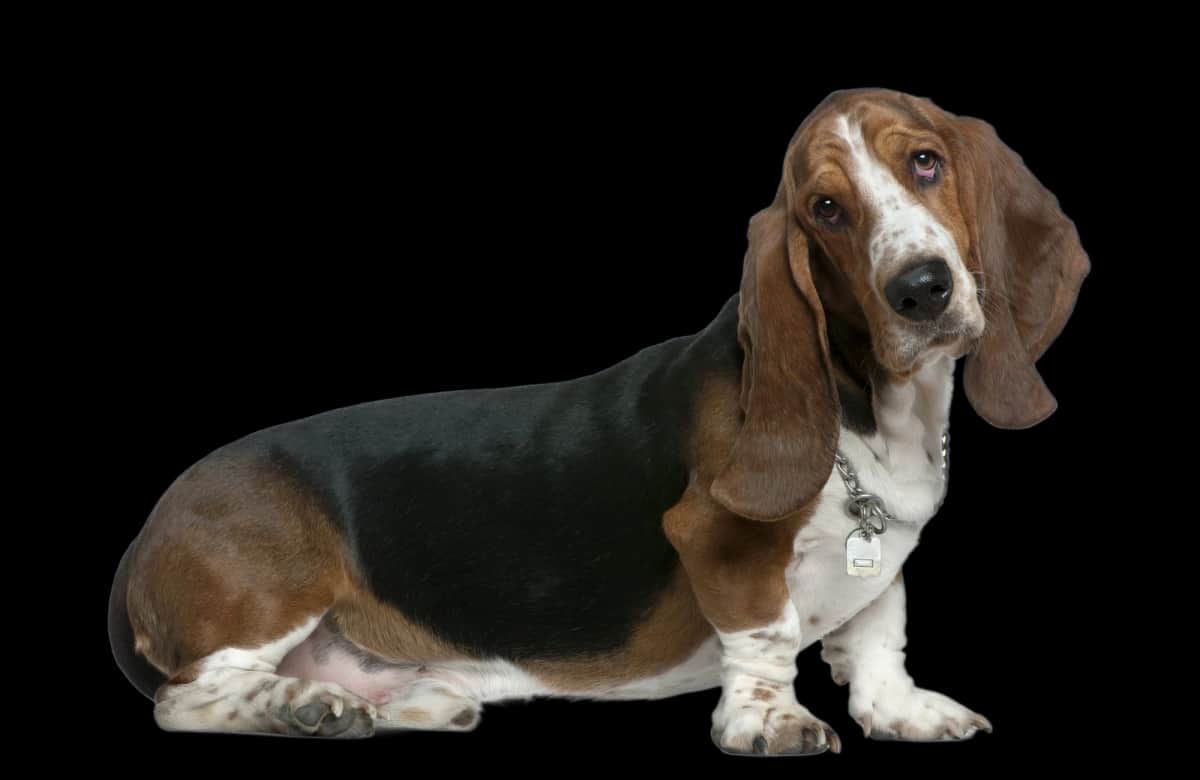 Basset Hound