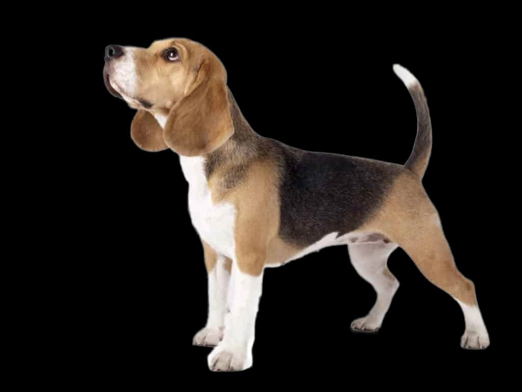 Beagle