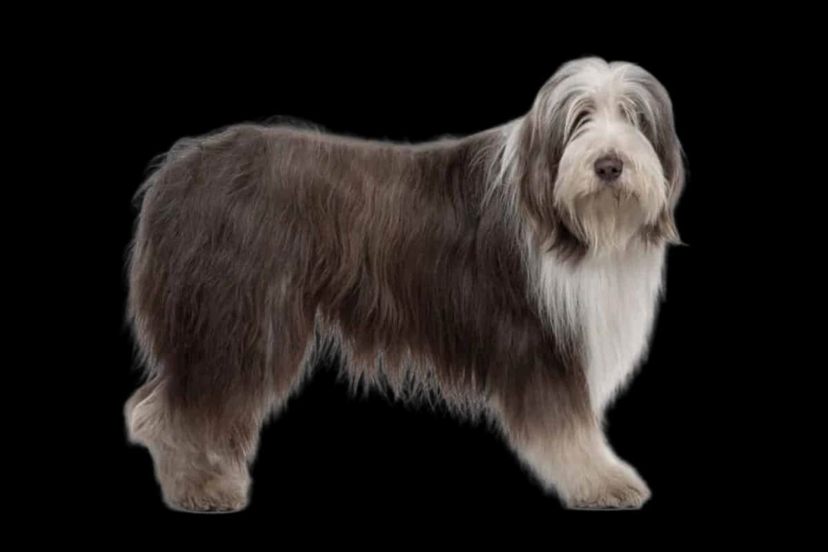 Bearded Collie