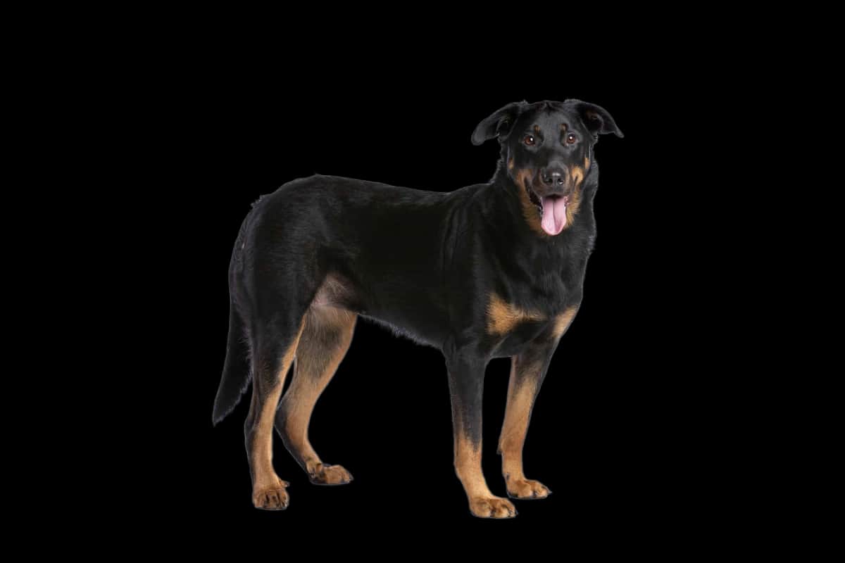 Beauceron