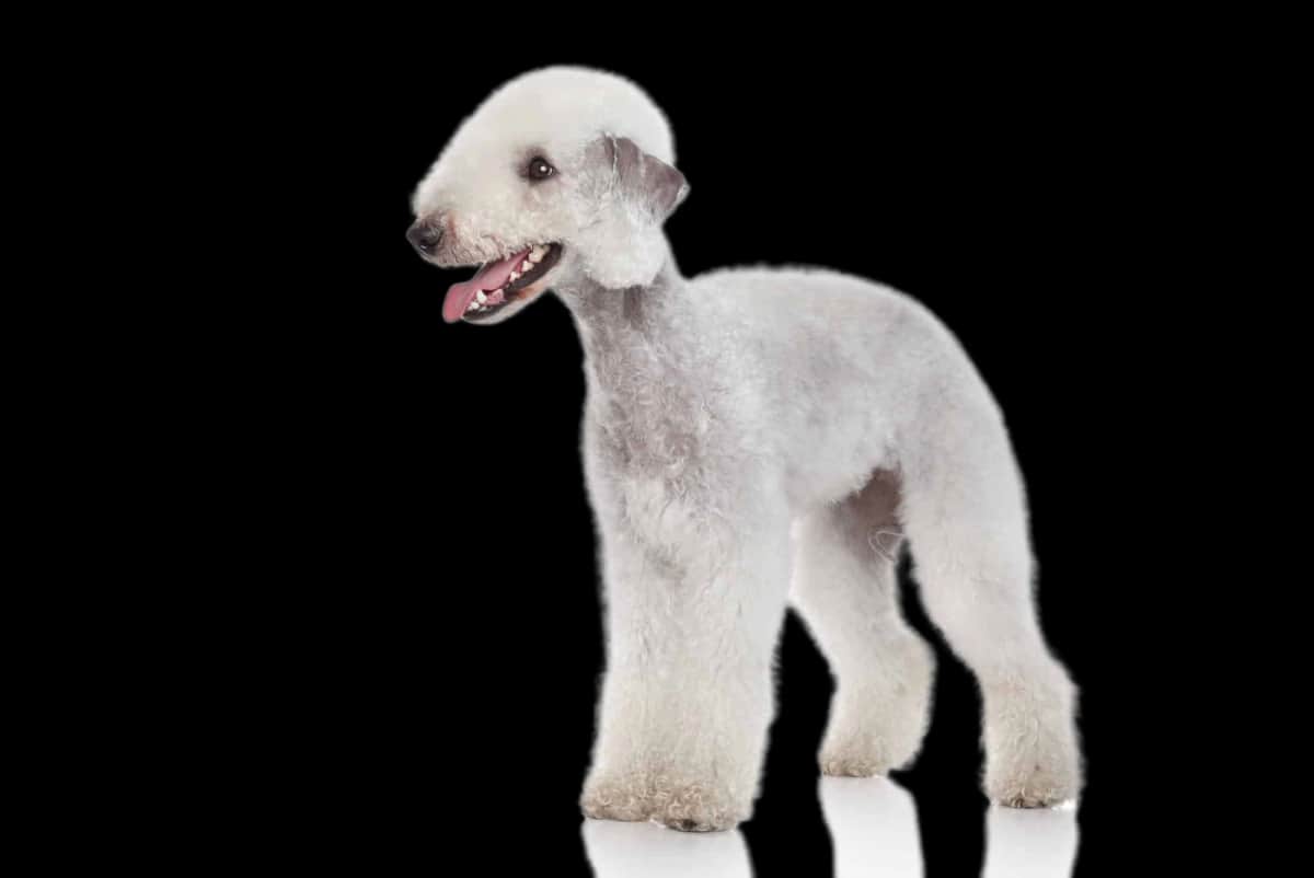 Bedlington Terrier