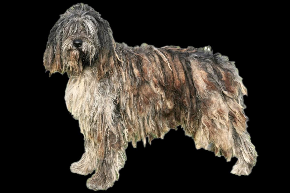 Bergamasker Hirtenhund