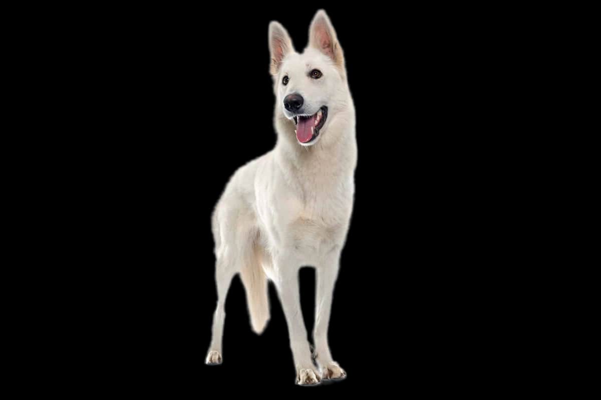 Berger Blanc Suisse