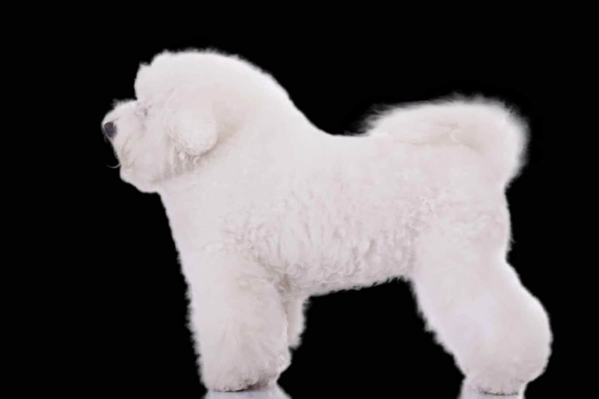 Bichon Frisé