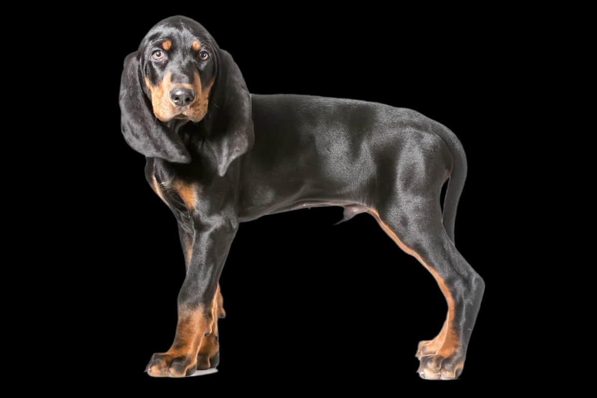 Black And Tan Coonhound