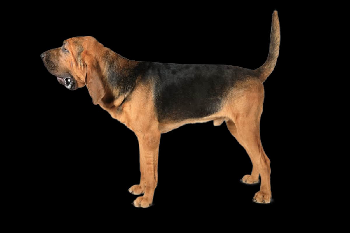 Bloodhound