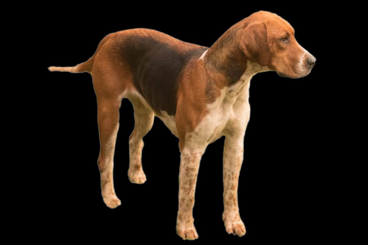 English Foxhound