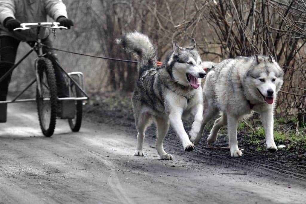 Zwei Siberian Huskies ziehen einen Schlitten auf einem Feldweg durch kahle Bäume, geführt von einer Person in einer Winterjacke. Die Hunde wirken voller Energie und konzentriert.