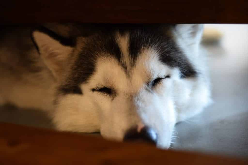 Eine Nahaufnahme eines schlafenden Huskys, dessen Kopf auf dem Boden ruht und teilweise durch eine Holzlücke sichtbar ist. Die Augen des Hundes sind geschlossen und sein schwarz-weißes Fell ist sanft beleuchtet, was an die Ruhe von Hundehöhlen erinnert.