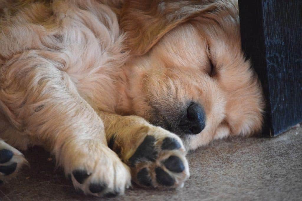 Ein flauschiger Golden Retriever-Welpe schläft friedlich auf dem Boden, an eine dunkle Holzoberfläche geschmiegt. Während die Pfoten und das weiche Fell des Welpen Wärme und Ruhe ausstrahlen, träumt er von zukünftigen Abenteuern und möglichen Lösungen für alle Herausforderungen, denen er beim Heranwachsen begegnen könnte.