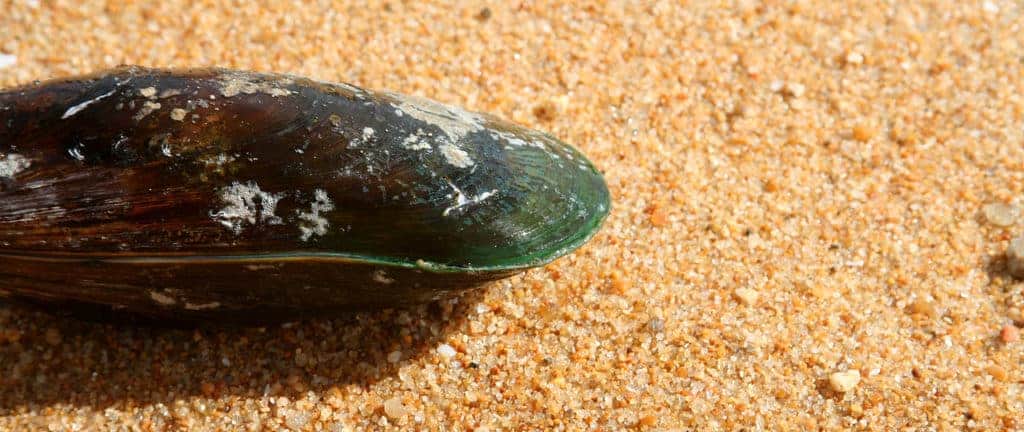Eine Grünlippmuschel liegt an einem Sandstrand. Ihr dunkel glänzender Panzer ist mit weißen Flecken verziert.