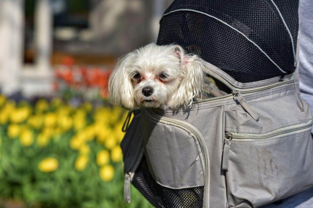 Ein kleiner weißer Hund lugt aus einem Hunderucksack hervor, den eine Person trägt. Im Hintergrund ist ein farbenfroher Garten mit gelben und orangefarbenen Blumen zu sehen, der eine bezaubernde Szene schafft.