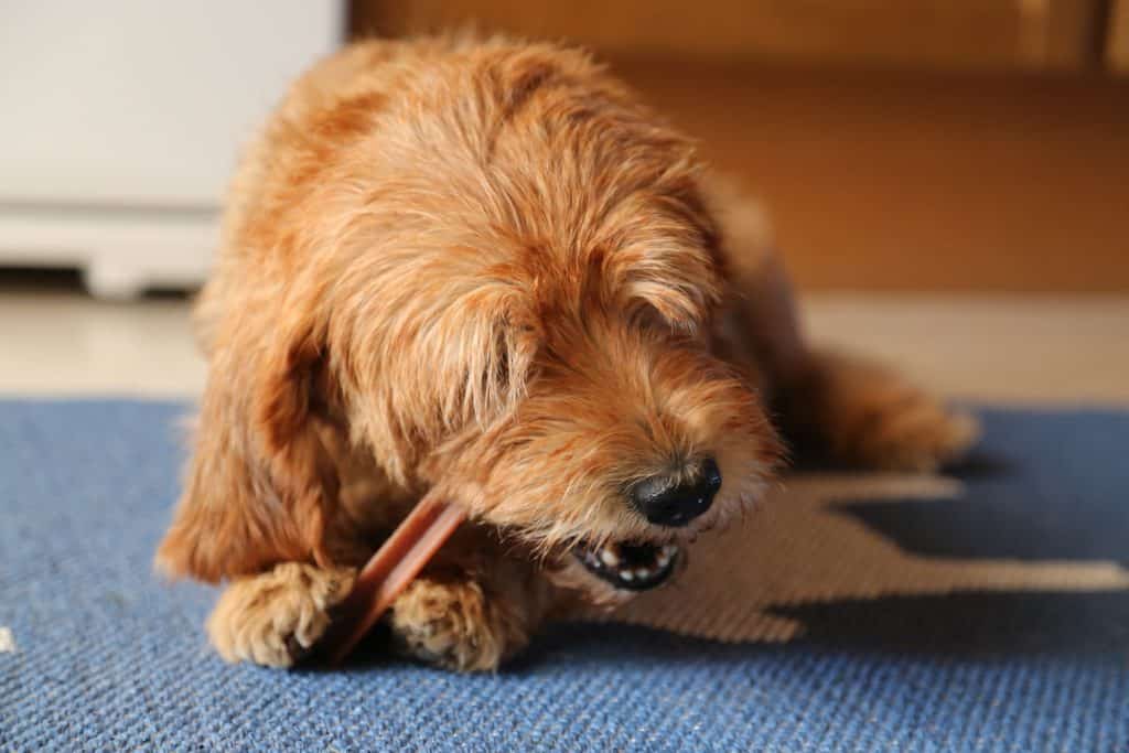 Ein zotteliger brauner Hund liegt auf einem blauen Teppich, kaut mit konzentriertem Gesichtsausdruck auf einem Knochen und fördert gesunde Zähne durch natürliche Zahnpflege.