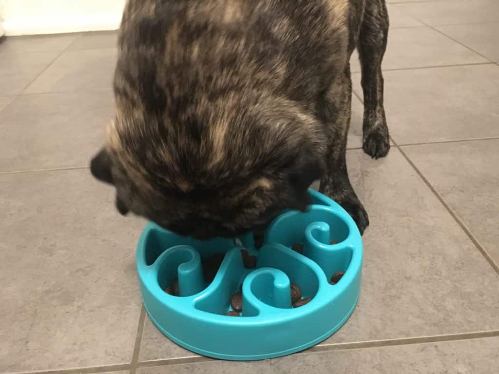 Ein gestromter Hund frisst auf einem grau gefliesten Boden von einem blauen Anti-Schling-Napf, der mit einem Wirbelmuster für ein besseres Esserlebnis gestaltet ist.