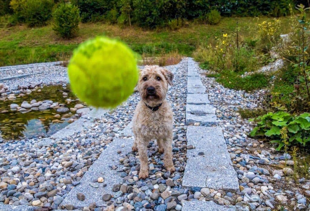 Ein lockiger Hund blickt gespannt einem auf ihn zufliegenden Tennisball nach, der möglicherweise aus einer Ballwurfmaschine stammt. Der Hund steht auf einem Kiesweg neben einem Teich, umgeben von üppigem Grün.