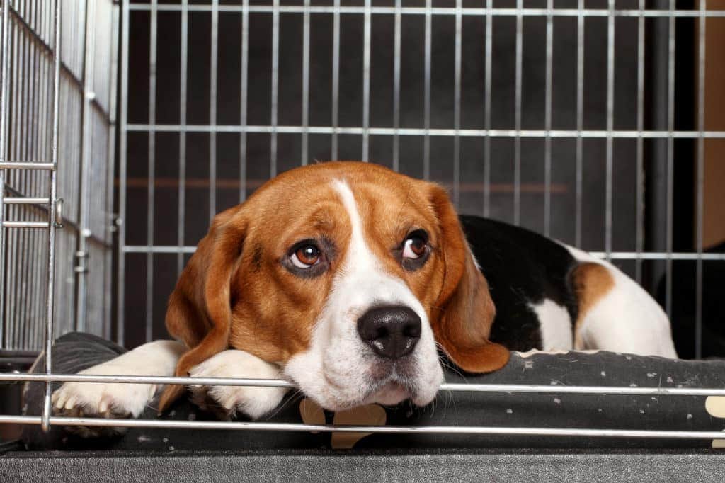 Ein Beagle mit braunem, weißem und schwarzem Fell liegt in einer Hundebox aus Metall. Sein Kopf ruht auf einer Pfote, die Augen sind nach oben gerichtet und haben einen nachdenklichen Ausdruck. In der Box befindet sich ein weiches, gemustertes Kissen für mehr Komfort.