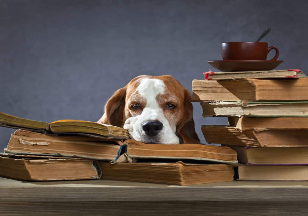 Ein Beagle ruht seinen Kopf auf einem offenen Buch, umgeben von einem Stapel alter Wälzer, und denkt über die Vor- und Nachteile von Lebensentscheidungen nach. Eine dampfende Tasse und Untertasse stehen auf einem Stapel und verbreiten eine gemütliche Atmosphäre vor dem schlichten dunkelgrauen Hintergrund.