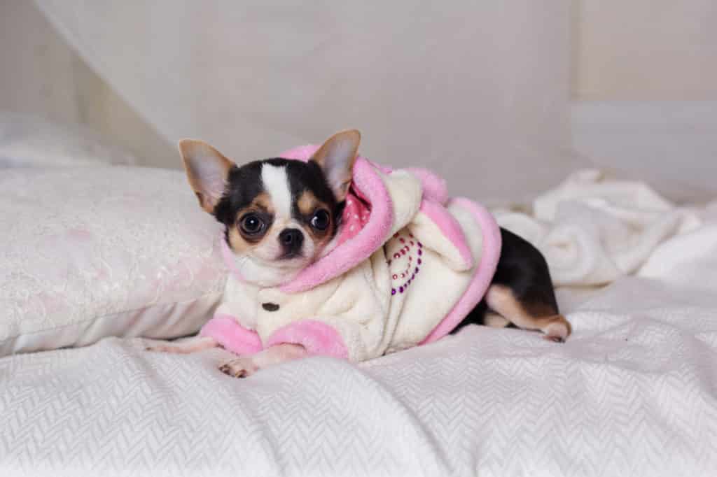 Ein kleiner Chihuahua im rosa-weißen Fell liegt gemütlich auf einem Bett mit weißer Decke und Kissen und sieht so gemütlich aus, als läge er in einem Hundebademantel. Der Hund wirkt entspannt, eingekuschelt in sein weiches Gewand.