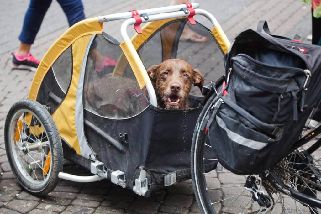 Ein brauner Hund sitzt in einem schwarz-gelben Hundefahrradanhänger, der an einem Fahrrad befestigt ist, auf einem gepflasterten Gehweg. Dieser Tieranhänger, einer der besten Marken, hat Netzseiten und rote Griffe. Im Hintergrund schlendert eine Person in blauen Hosen und rosa Schuhen vorbei.