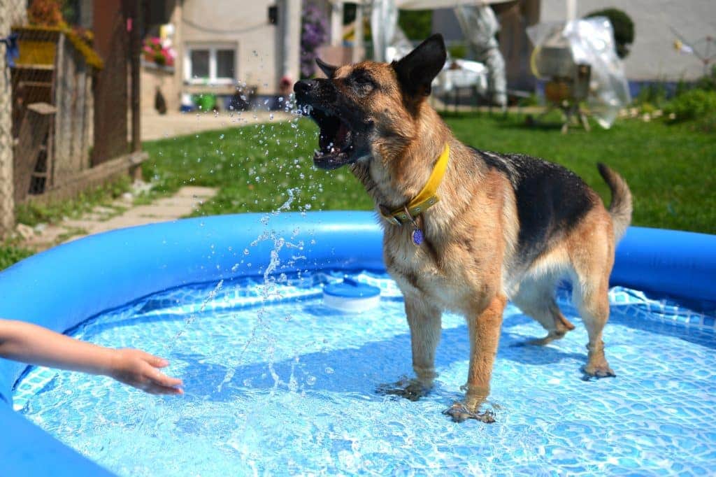 Ein Deutscher Schäferhund planscht freudig mit weit geöffnetem Maul in einem blauen Hundepool. Eine Hand von links greift nach dem tanzenden Wasser. Der grasbewachsene Hinterhof ist mit Gartenmöbeln und einem charmanten Haus im Hintergrund übersät, ein echtes Highlight für jeden Hundepool-Test oder besten Vergleich.