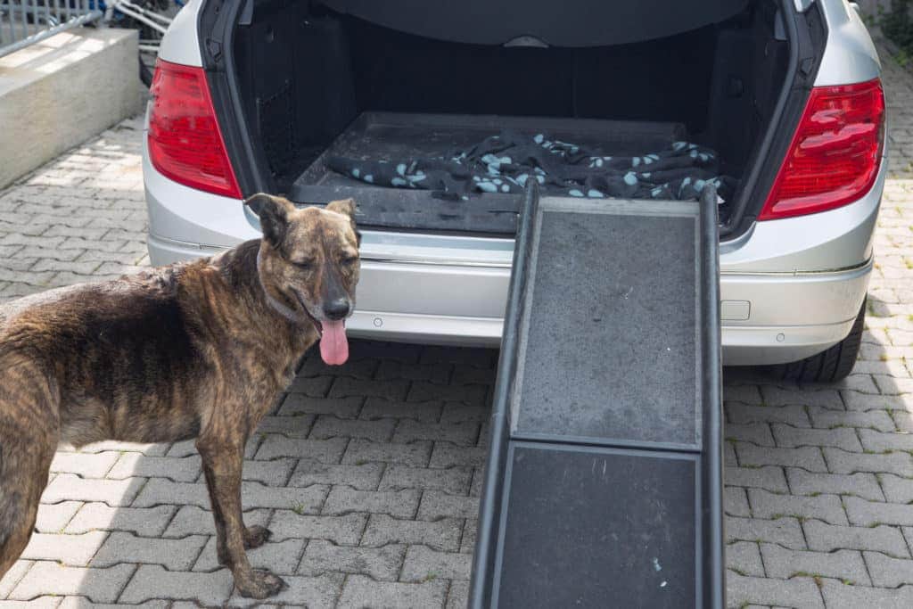 Ein brauner Hund steht neben einem Auto mit offenem Kofferraum, dessen eine der besten Hunderampen bis zum Boden reicht. Der Hund blickt mit heraushängender Zunge in die Kamera, während er auf einer gepflasterten Fläche steht.
