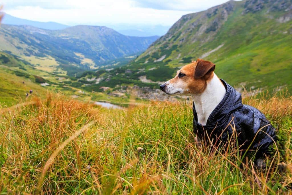 Ein kleiner Hund mit einem der besten Hunderegenmäntel sitzt auf einem grasbewachsenen Hügel. Im Hintergrund ist eine malerische Aussicht auf grüne Berge und ein Tal unter einem bewölkten Himmel zu sehen.