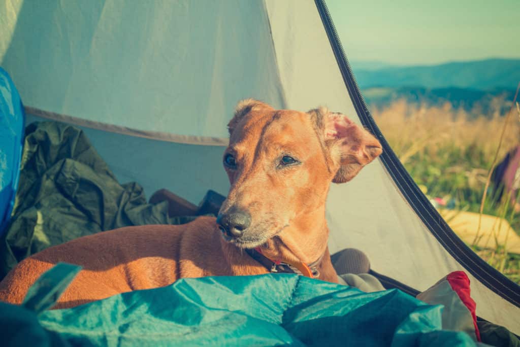 Ein brauner Hund entspannt sich in einem Zelt mit Campingausrüstung, einschließlich der besten Hundeschlafsäcke, umgeben von einer Wiese mit Bergen im Hintergrund unter einem klaren blauen Himmel.