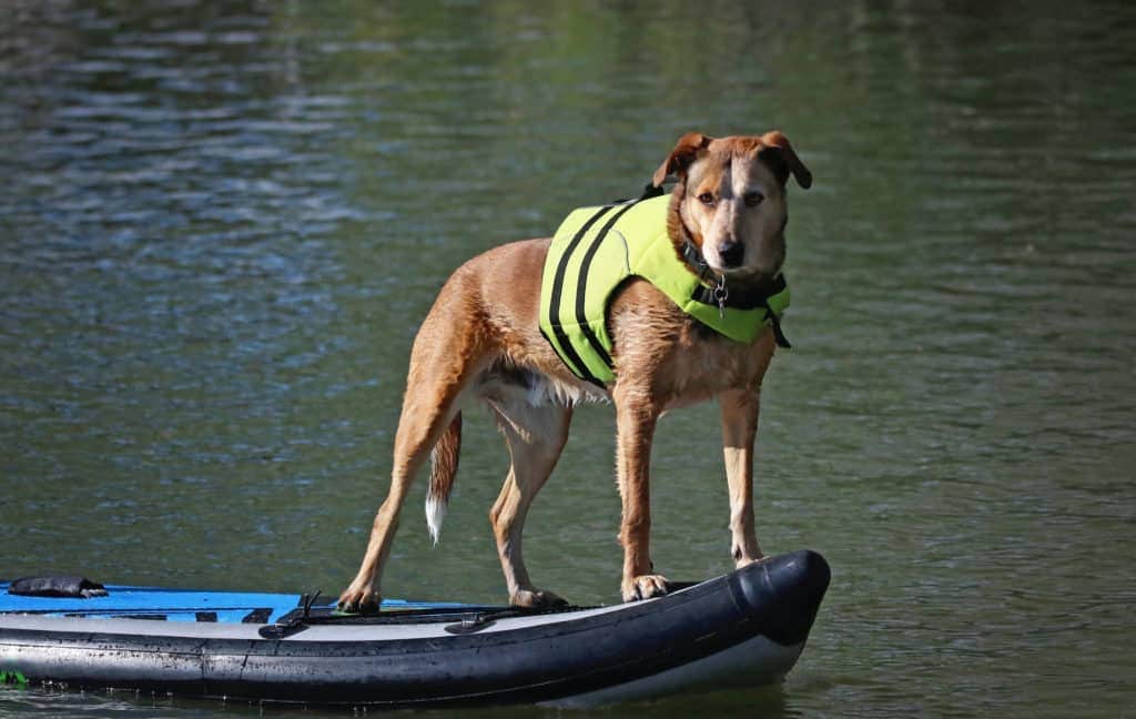 Ein Hund mit einer neongrünen Hundeschwimmweste steht auf einem blauen Paddleboard und schwimmt auf ruhigem Wasser. Vor einem Hintergrund aus grünen Reflexen wirkt der Hund wachsam und ausgeglichen und bietet den perfekten Stabilitäts- und Gleichgewichtstest für jeden Vergleich.