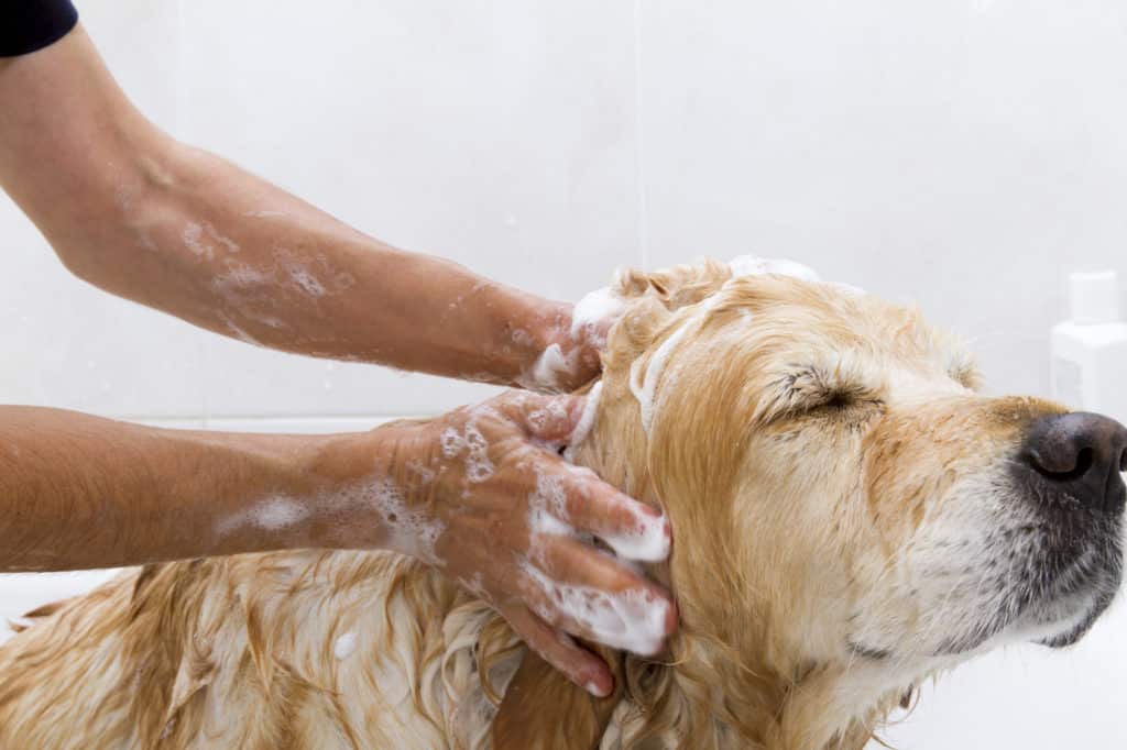 Ein Golden Retriever mit geschlossenen Augen wird von einer Person mit Hundeshampoo gewaschen. Das Fell des Hundes wird mit Seife eingeseift, während die Hände der Person sanft seinen Kopf massieren. Die ruhige Szene spielt sich in einem weißen Badezimmer ab und zeigt die wohltuende Wirkung des Shampoos auf das Haustier.