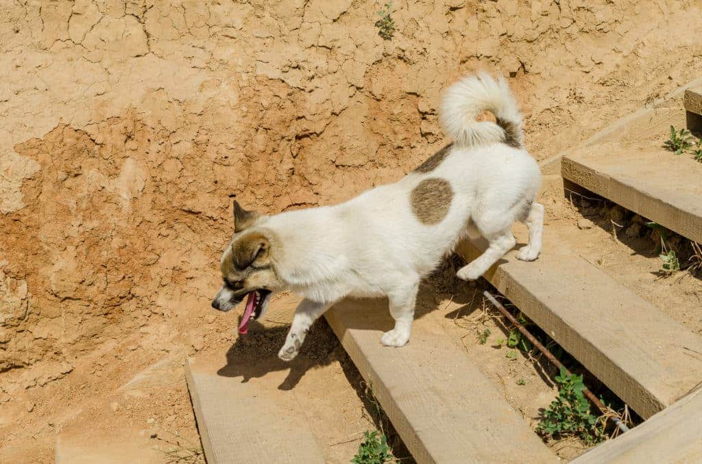 Ein kleiner weiß-brauner Hund mit flauschigem Schwanz klettert fröhlich eine Hundetreppe entlang, die in einen Erdhang eingelassen ist. Mit heraushängender Zunge scheint der Welpe den sonnigen Tag zu genießen, umgeben von spärlichen grünen Pflanzen in der Nähe der Stufen.