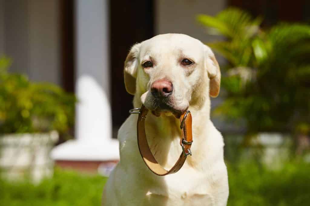 Ein goldener Labrador Retriever steht im Freien und hält ein Hundehalsband aus Leder im Maul. Im Hintergrund sind verschwommenes Grün und ein Teil eines Hauses zu sehen.